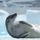 Illustration for article titled This is What Will Happen to Antarctica in 100 Years